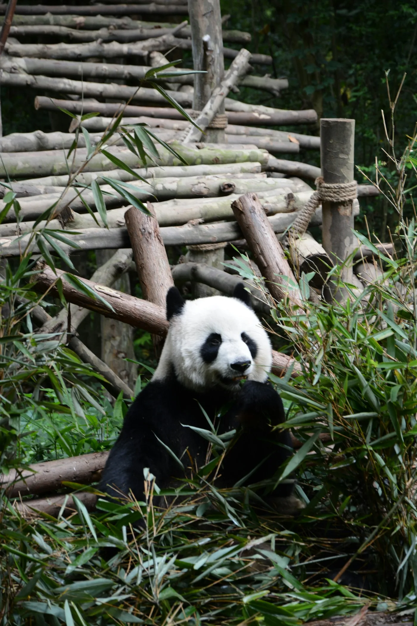Chengdu